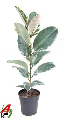 Ficus El Tineke 1pp