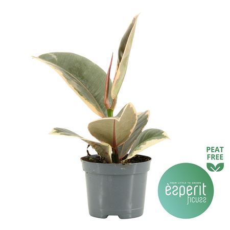 Ficus El Tineke