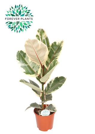 Ficus Elastica Tineke P21