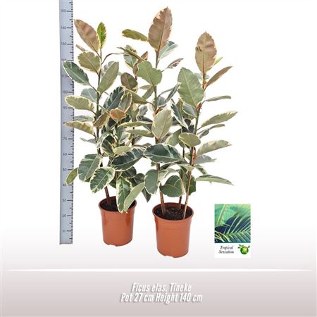 Ficus El Tineke 3pp