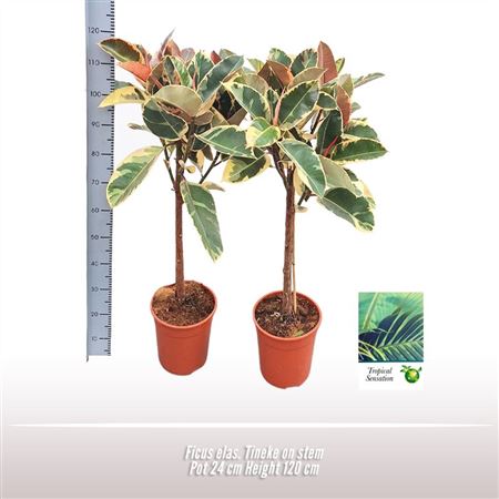 Ficus El Tineke