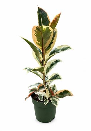 Ficus Tineke Clump 1pp