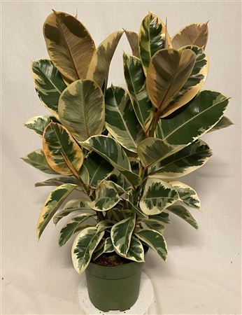 Ficus Tineke Clump 2 Pp