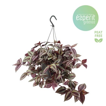 Tradescantia Zebrina Violet Hangpot