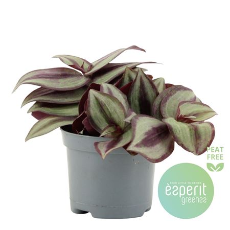 Tradescantia Zebrina Violet