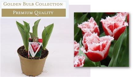 Tulipa New Santa (deluxe)