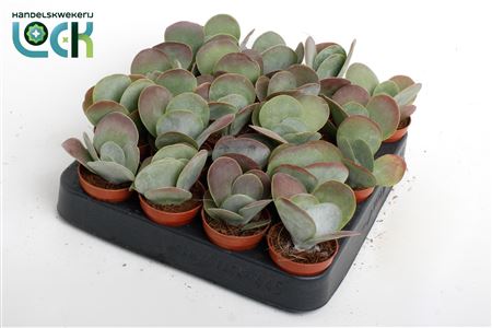 Kalanchoe Tyrsiflora