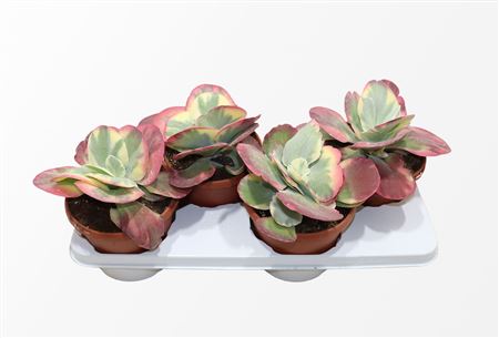 Kalanchoe Thyrsiflora Variagata