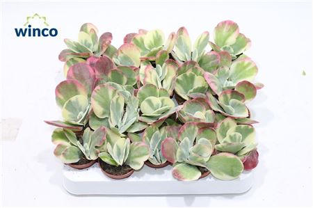 Kalanchoe Thyrsiflora Variagata