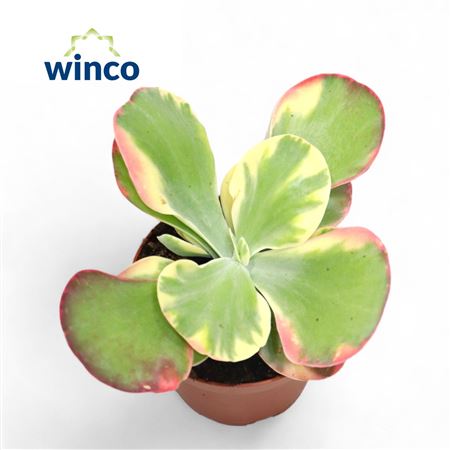 Kalanchoe Thyrsiflora Variagata