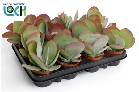 Kalanchoe Tyrsiflora