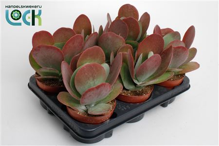 Kalanchoe Tyrsiflora