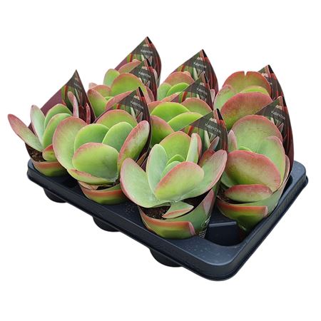 Kalanchoe Thyrsiflora Potcover