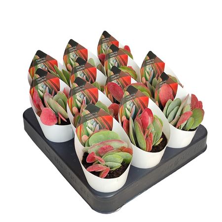 Kalanchoe Thyrsiflora Potcover