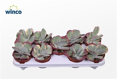 Kalanchoe Thyrsiflora Variegata