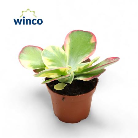Kalanchoe Thyrsiflora Variegata