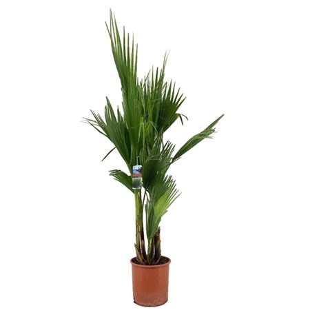 Washingtonia Robusta