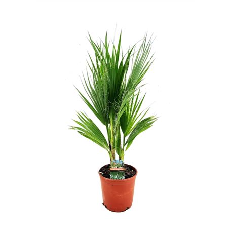 Washingtonia Robusta