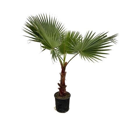 Washingtonia Robusta