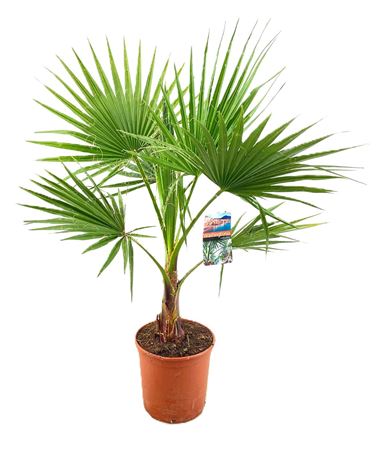 Washingtonia Robusta
