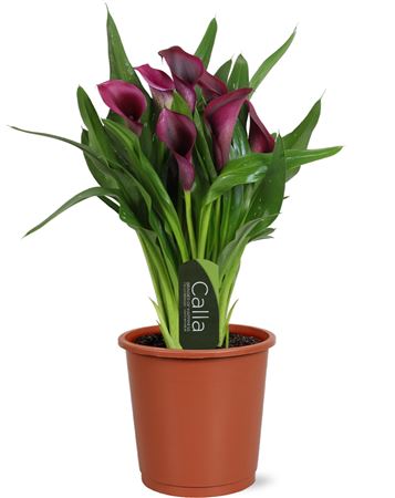 Zantedeschia Purple Bullit