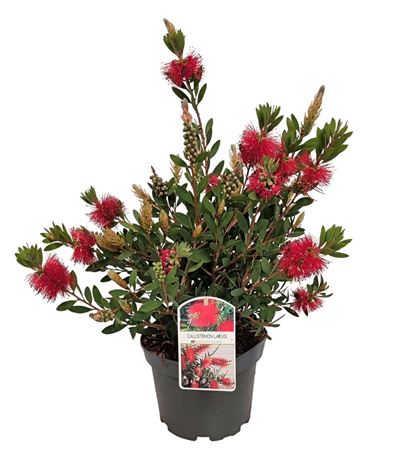 Callistemon Laevis Bush