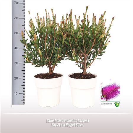 Callistemon On Stem