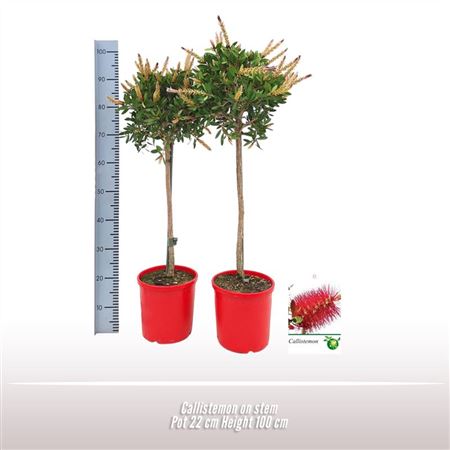 Callistemon On Stem