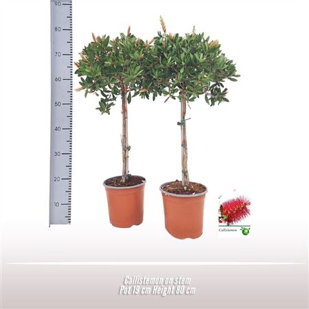 Callistemon On Stem