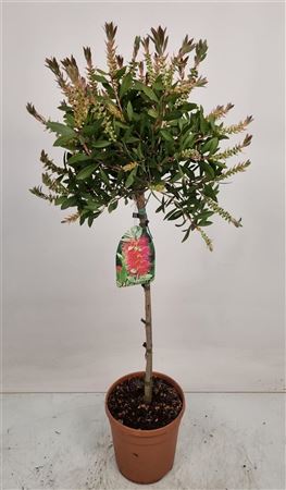 Callistemon Laevis On Stem
