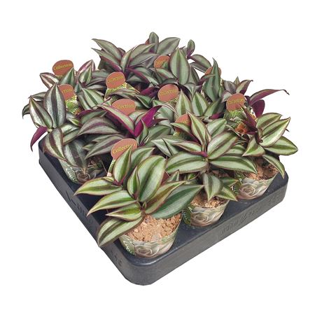 Tradescantia Zebrina Potcover