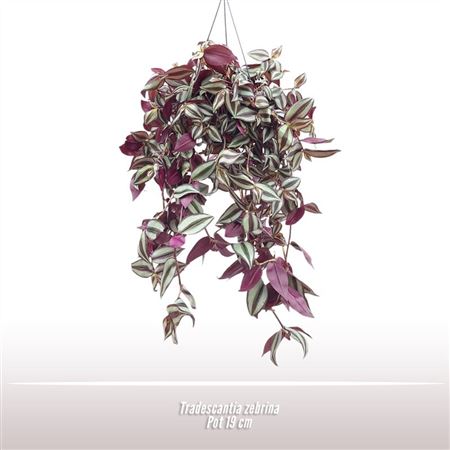 Tradescantia Zebrina Hanging Pot
