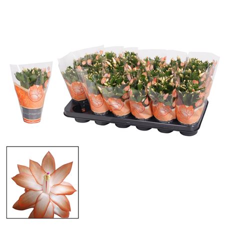 Schlumbergera Orange Ton Sur Ton
