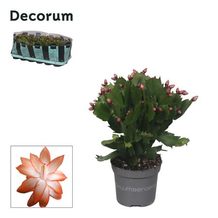 Schlumbergera Orange (decorum)