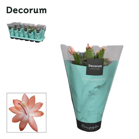 Schlumbergera Orange In Sleeve (decorum)
