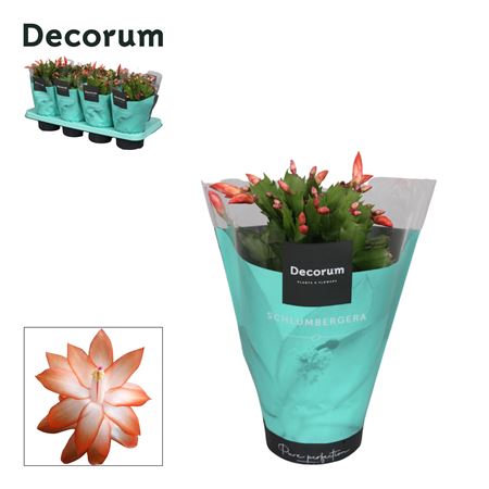 Schlumbergera Orange (decorum)