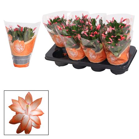 Schlumbergera Orange Ton Sur Ton