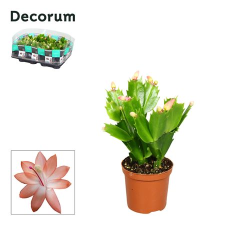 Schlumbergera Orange Christa (decorum)