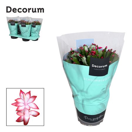 Schlumbergera Red Belgium Red (decorum)