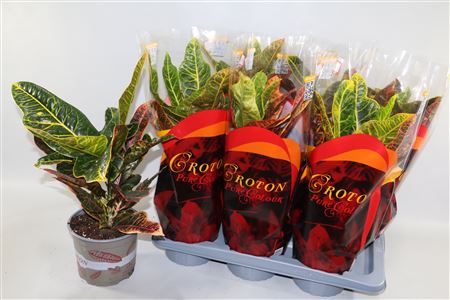 Codiaeum Excellent In Sleeve