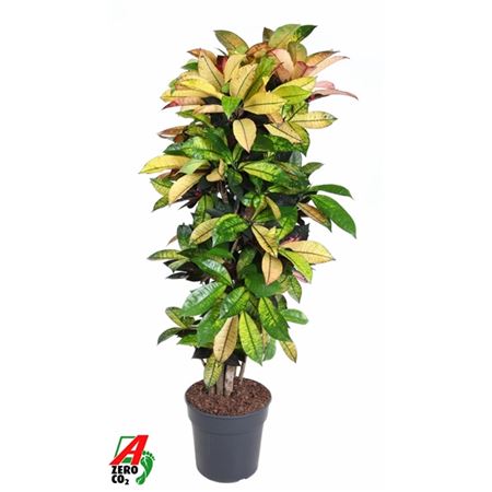 Codiaeum Mrs Iceton Branched