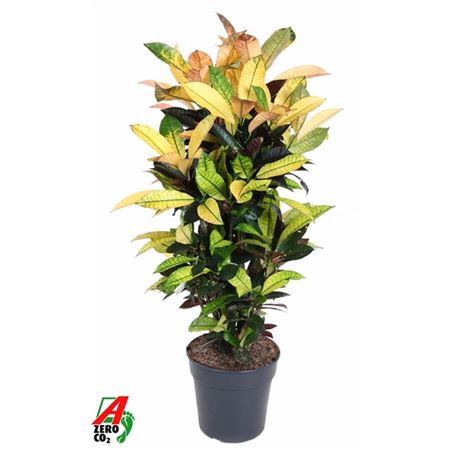 Codiaeum Mrs Iceton Branched