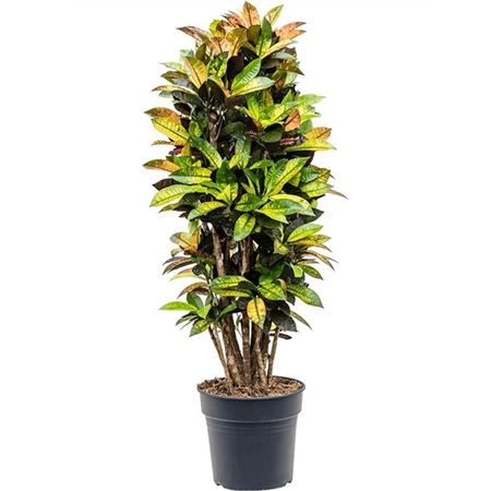 Codiaeum Mrs Iceton Branched