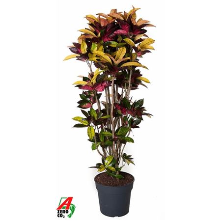 Codiaeum Mrs Iceton Branched