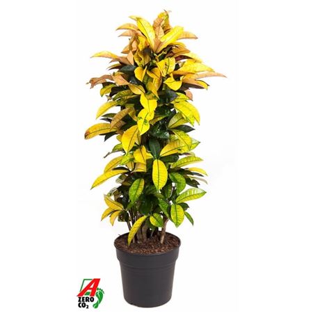 Codiaeum Mrs Iceton Branched