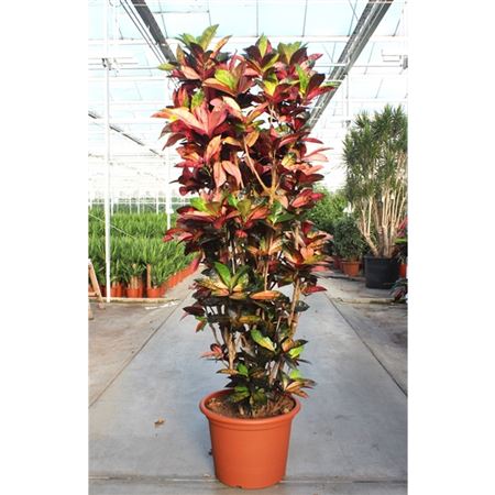 Codiaeum Mrs Iceton Branched