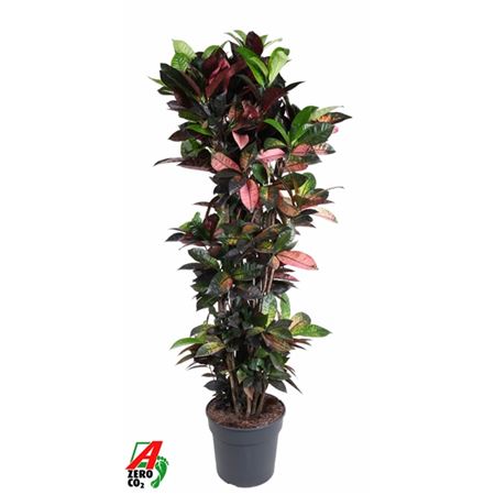 Codiaeum Mrs Iceton Branched