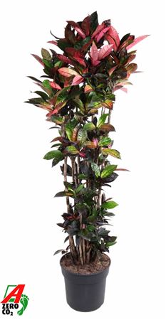 Codiaeum Mrs Iceton Branched