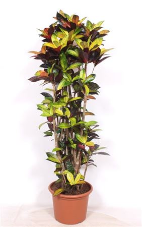 Codiaeum Mrs Iceton Branched