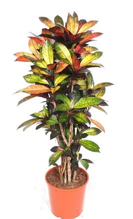 Codiaeum Mrs Iceton Branched